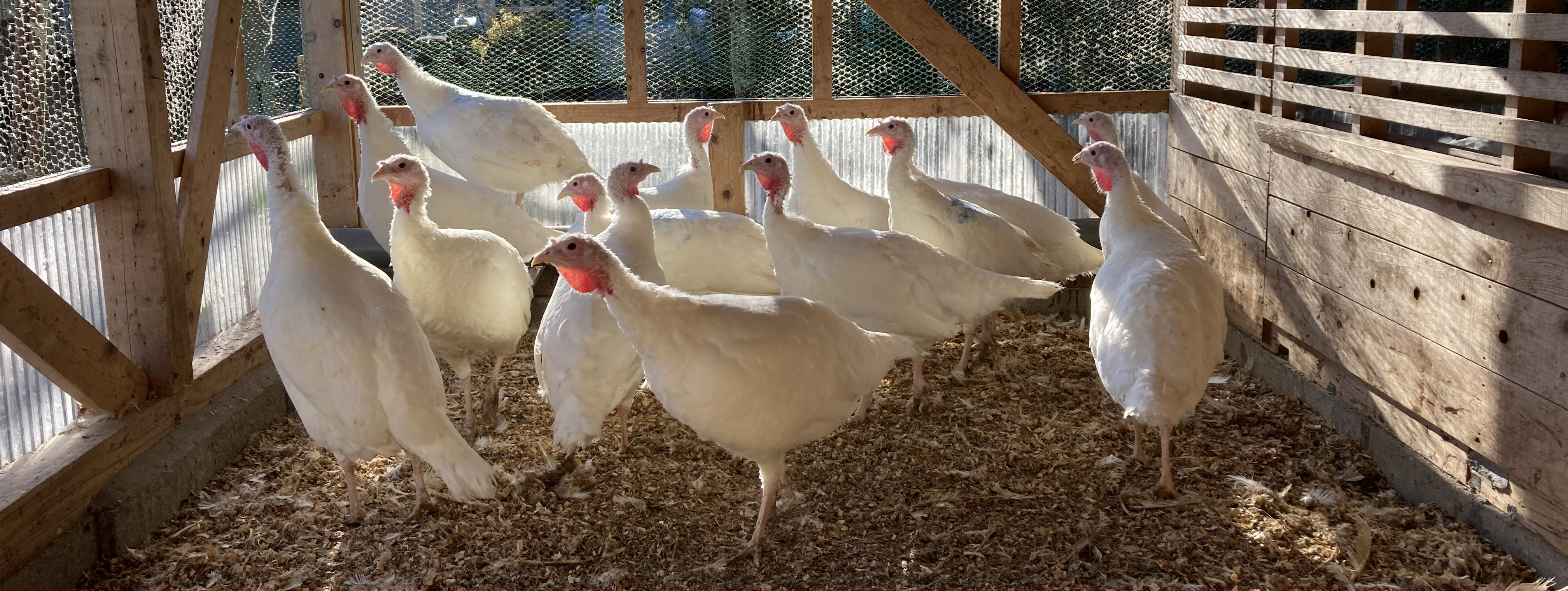 七面鳥の生産現場